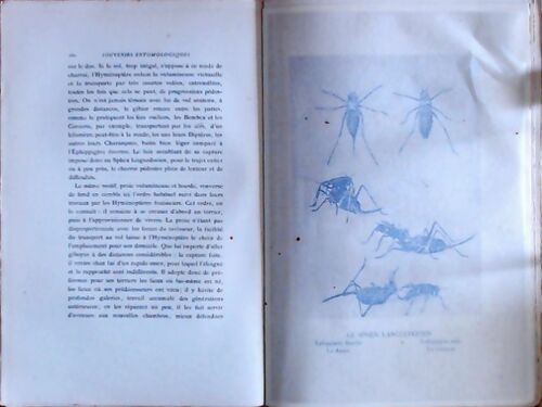 Souvenirs entomologiques Tome I - J.H Fabre -  Delagrave GF - Livre